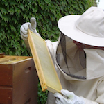 Découverte de l'apiculture
