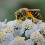 Abeilles au jardin