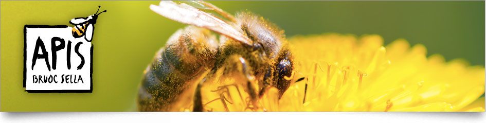 Les abeilles au fil des saisons