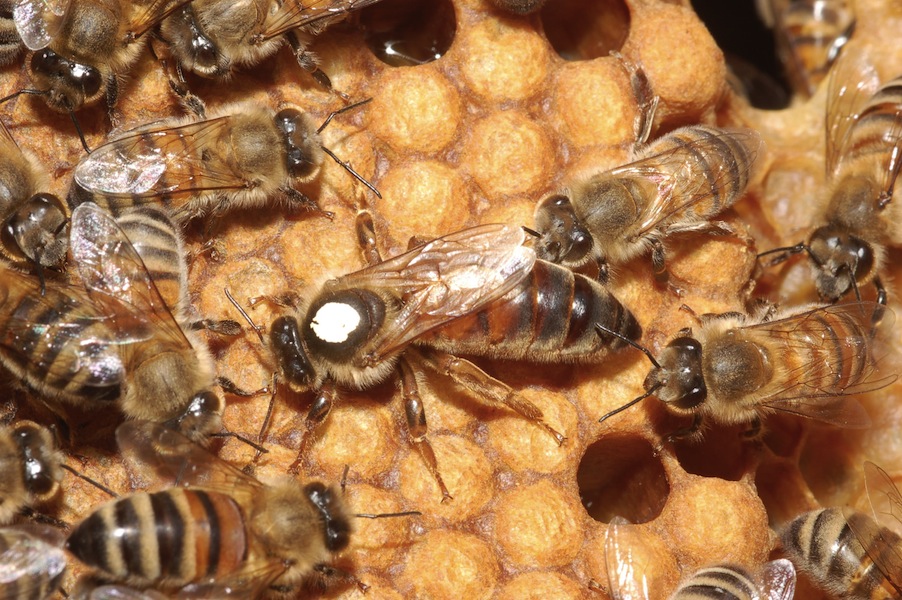 ramasse miette en olivier Longueur du manche 12 cm Abeille Abeille